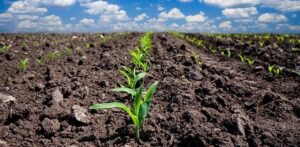 Read more about the article All about Agronomy – a discipline of Agriculture Education